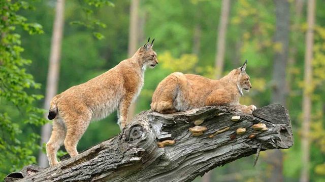Wildtiersafari im Wildpark Mehlmeisel