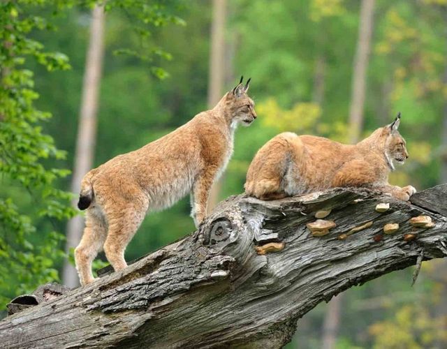 Angebot: Wildtiersafari im Wildpark Mehlmeisel - Mein Krug