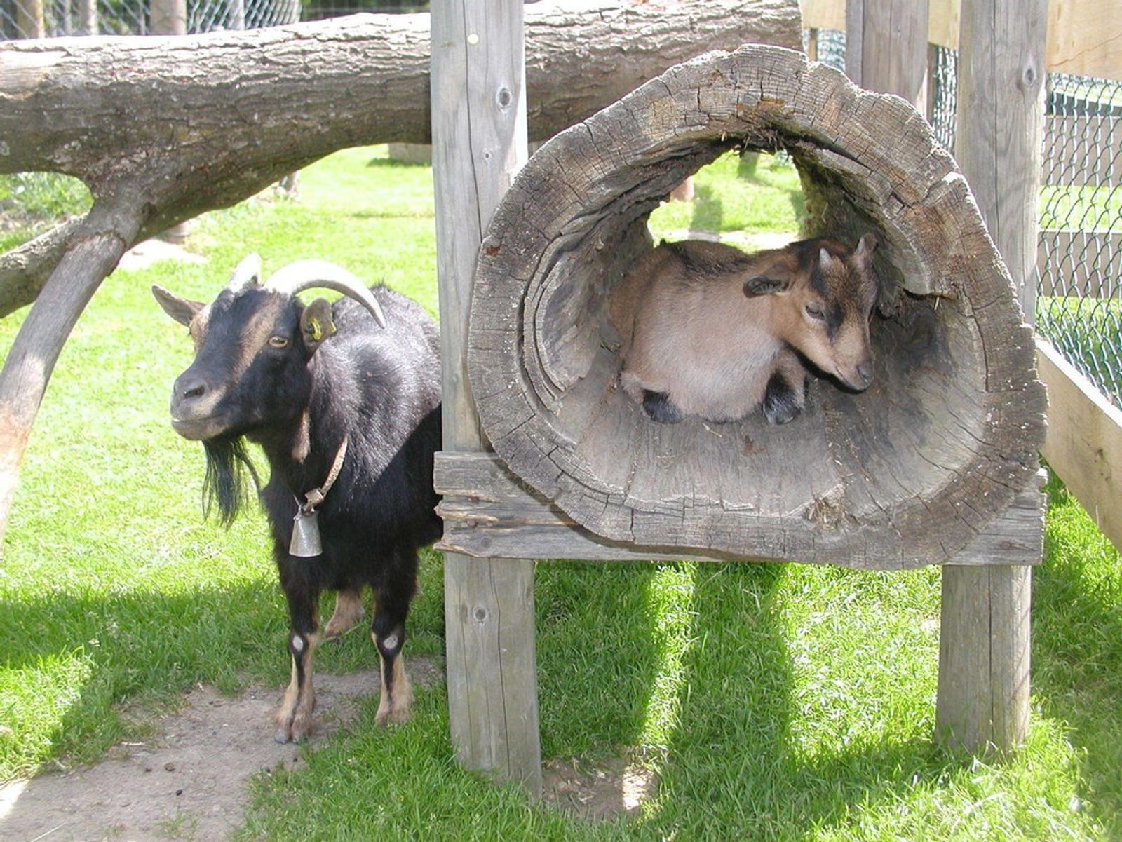 Wildtiersafari im Wildpark Mehlmeisel image 4 - Familotel Fichtelgebirge Mein Krug
