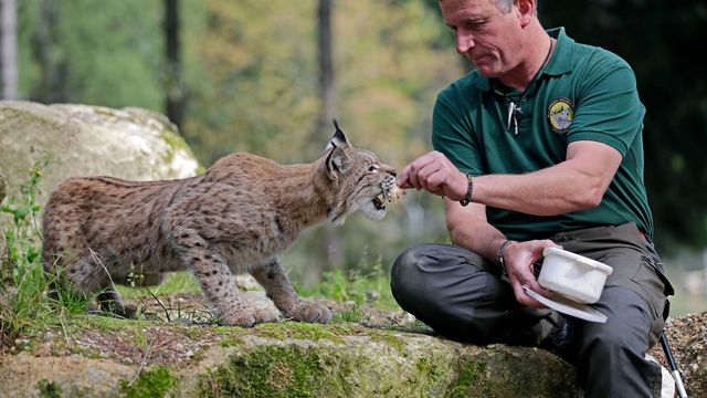 Wildtiersafari im Wildpark Mehlmeisel