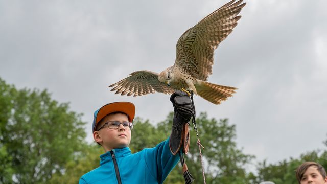 Greifvogel-Abenteuer in Bayern