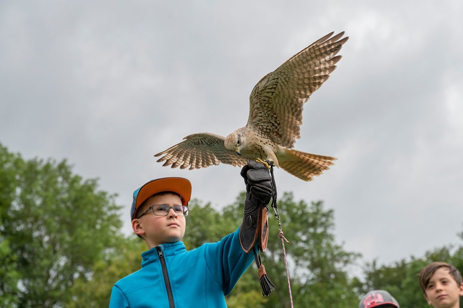 Greifvogel-Abenteuer in Bayern image 4 - Familotel Fichtelgebirge Mein Krug