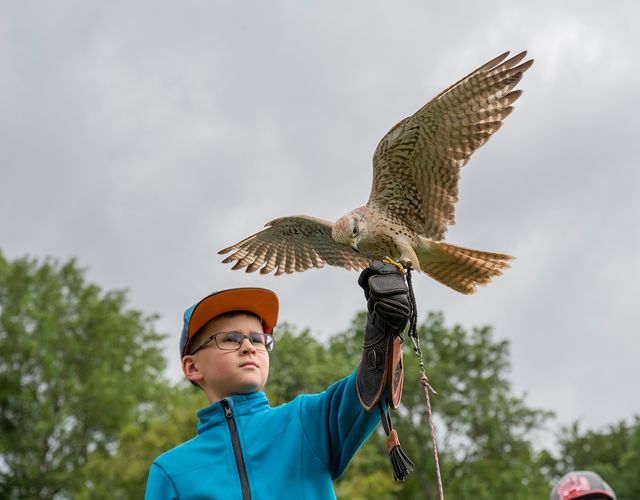 Angebot: Greifvogel-Abenteuer in Bayern - Mein Krug