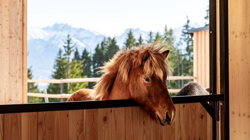 Reitstall im Kinderhotel Allgäuer Berghof