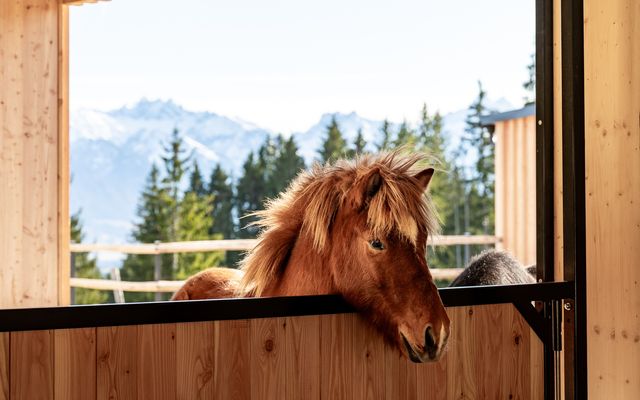 Kinderhotel-Allgaeuer-Berghof-Reiten-Pferdestall.jpg