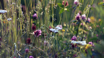 „Kräuter-Heublumen“ Ritual