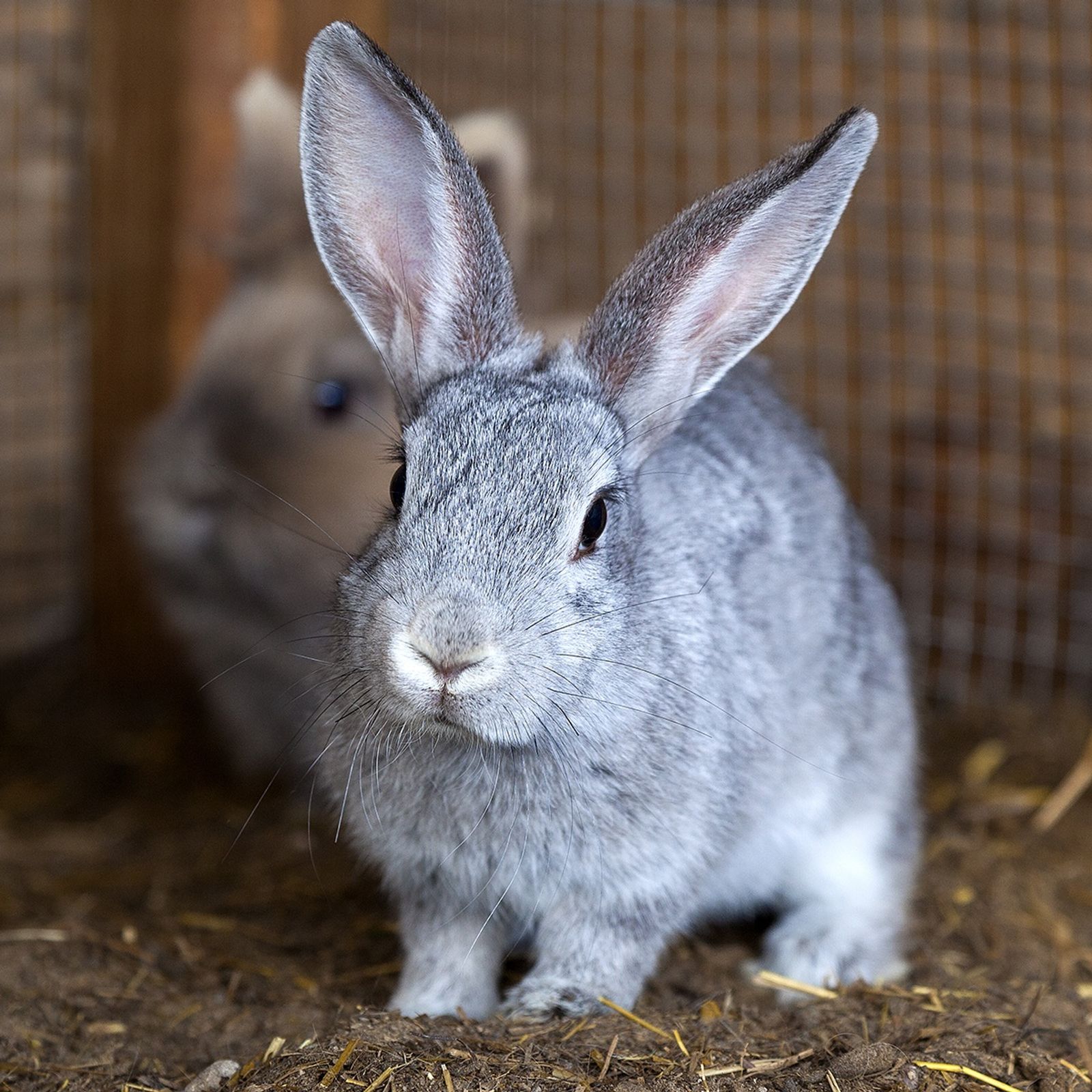 Osterferien im Rookhus image 2 - Familotel Mecklenburgische Seenplatte Borchard's Rookhus