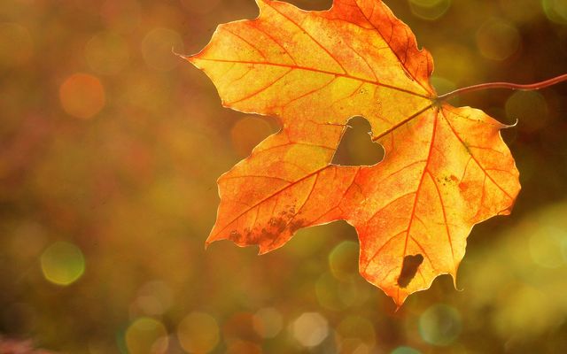 Familotel Harz Family Club Harz: Herbstferien im Family Club