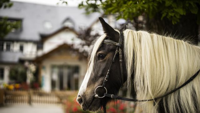 Traumsommer für Pferdefans