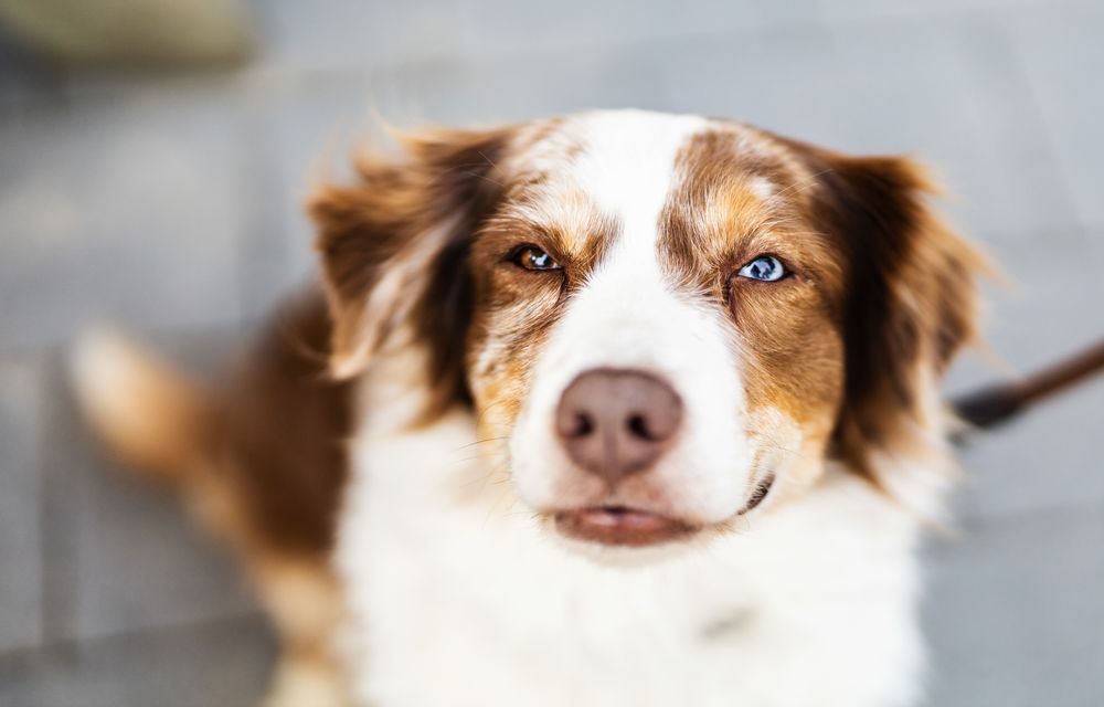 Übernachtung mit Hund
