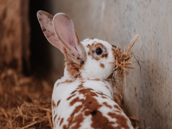 Hase frisst Heu, im Familienhotel Schreinerhof