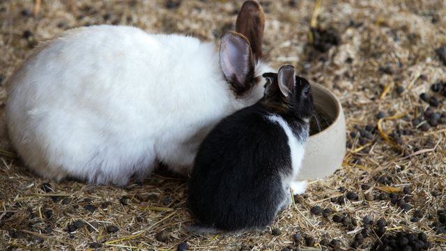 Osterurlaub auf dem Lande inkl. 5% Rabatt