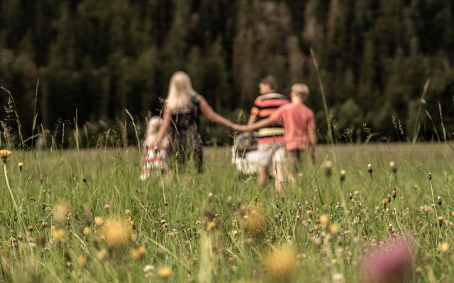 Spaziergang durch die bunten Wiesen