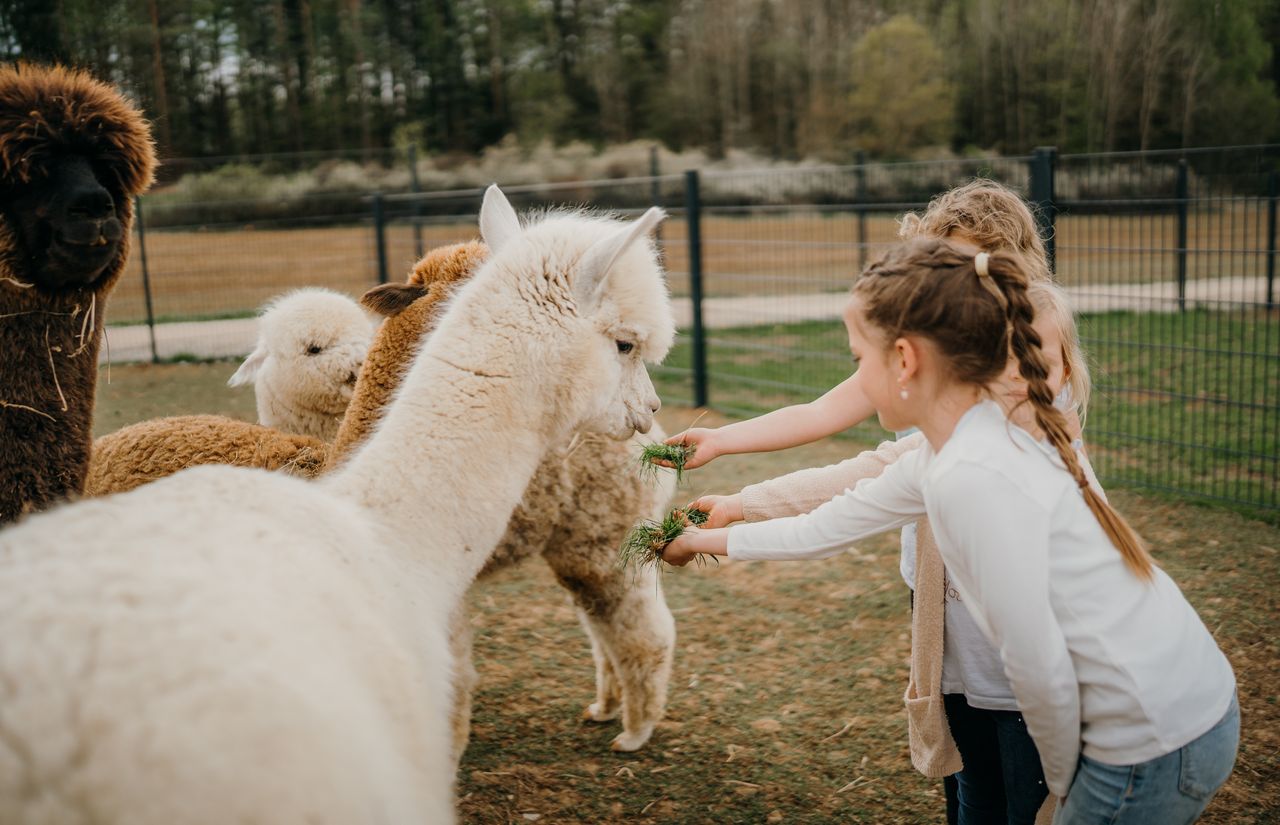 Familienhotel_Friedrichshof_Alpakas_26.jpg