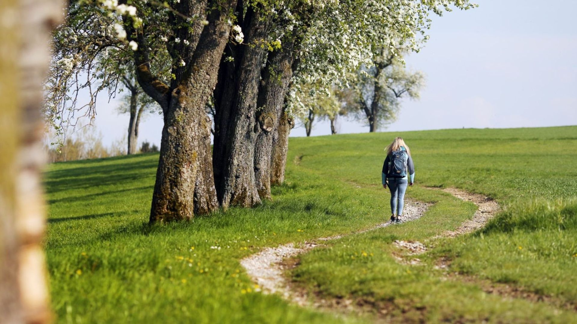 Wandern Birnbaumblüte im Mostviertel
