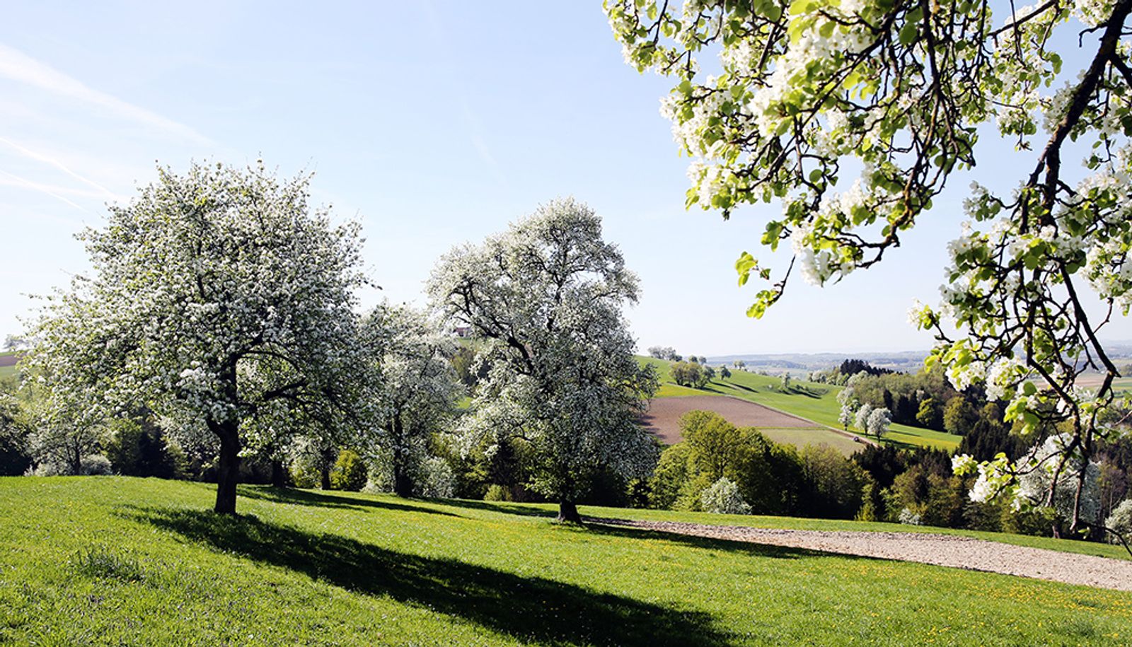 Birnbaumblüte im Mostviertel