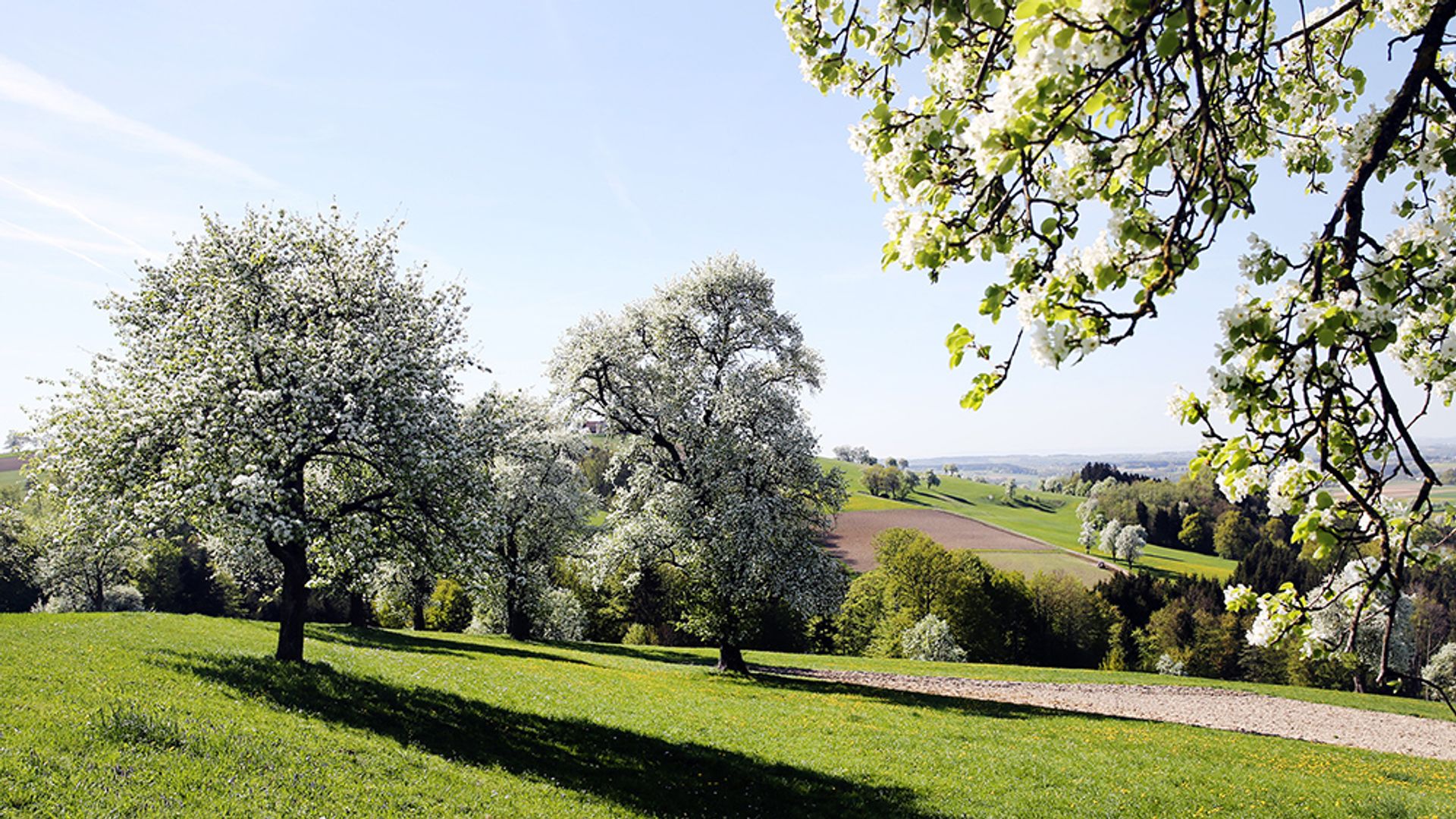 Birnbaumblüte im Mostviertel