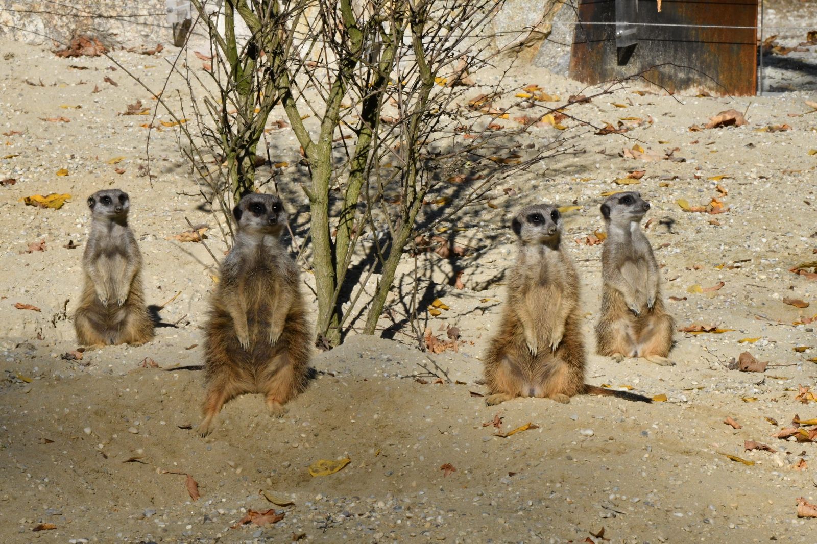 Meerkat zoo Haag