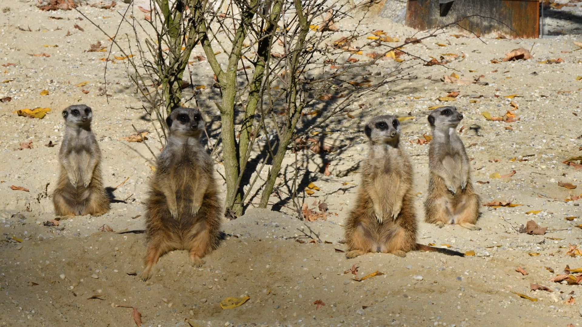 Erdmännchen Tierpark Haag