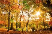 Goldene Herbsttage