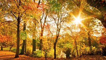 Goldene Herbstmomente