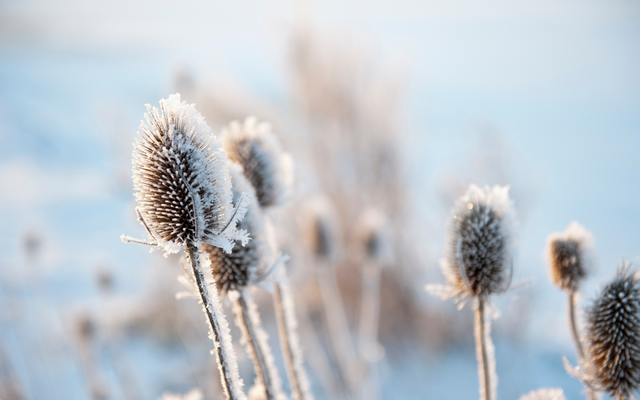 Winter magic at the Hotel & Mainau-glossy image 4 - Wirthshof Resort