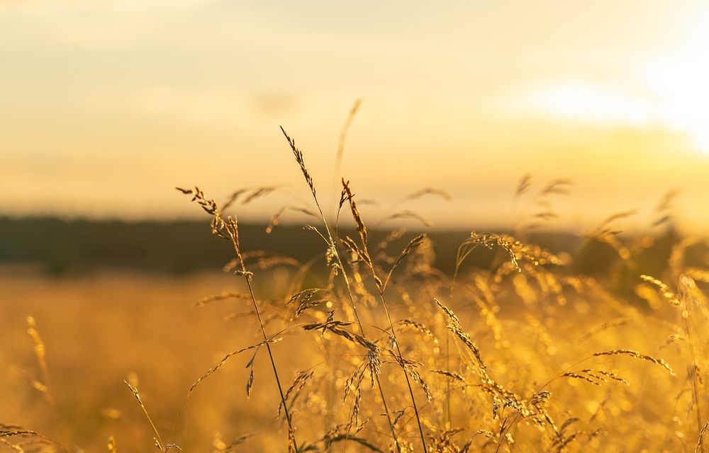 Heiße Rückenmassage