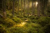 Eibsee-Spüren Sie die Kraft der Natur - 3 Übernachtungen mit  Wellness und Waldbad