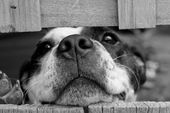 Hund