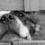 Hund