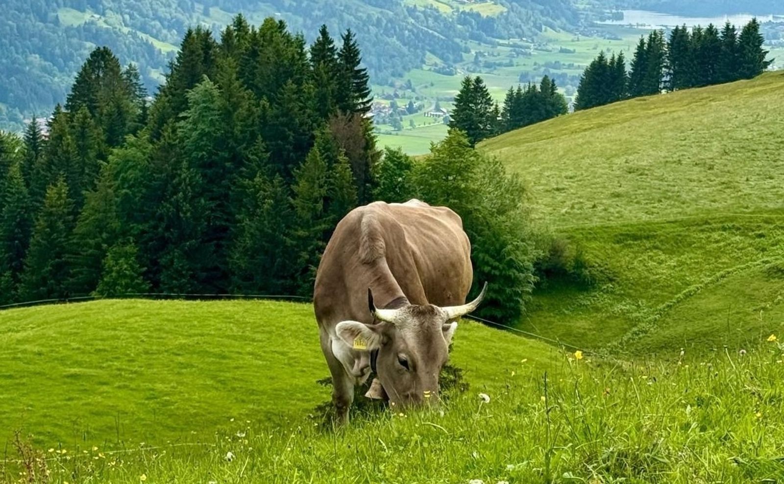 Basenfasten & Wandern im Allgäu mit Carola image 4 - Berghüs Schratt