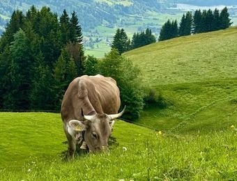 Top Angebot: Buchinger Fasten & Wandern im Allgäu mit Carola - Berghüs Schratt