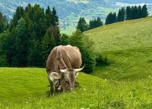 Buchinger Fasten & Wandern im Allgäu mit Carola - Berghüs Schratt