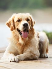 Mitnahme "Hund" 