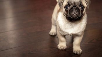 Reinigungszuschlag Haustiere