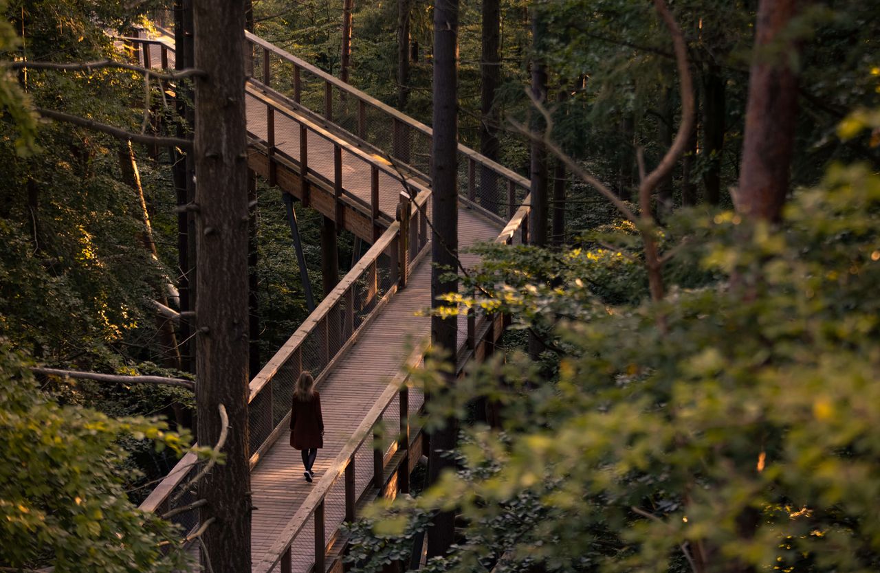 Eine junge Frau läuft während ihres nachhaltigen Urlaubs in Heringsdorf auf dem Baumwipfelpfad Usedom durch einen dichten, grünen Wald