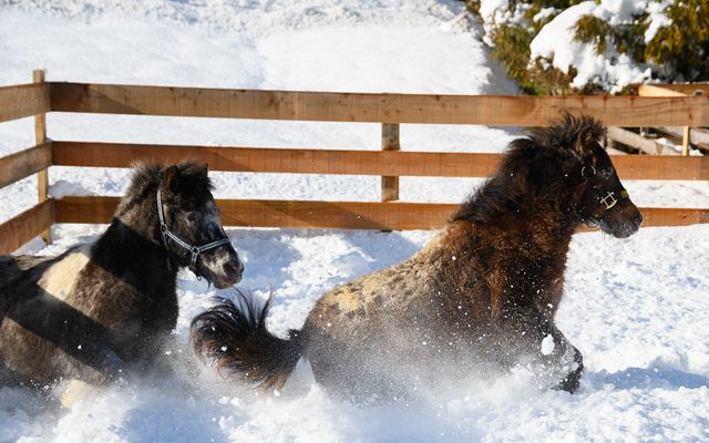 Ponytag mit Ponyreiten