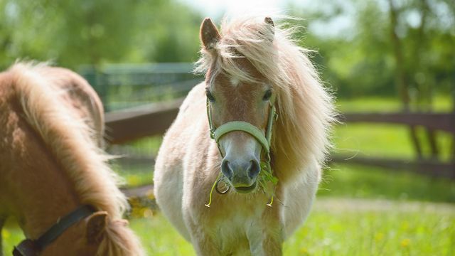 Pony & Reiterferien