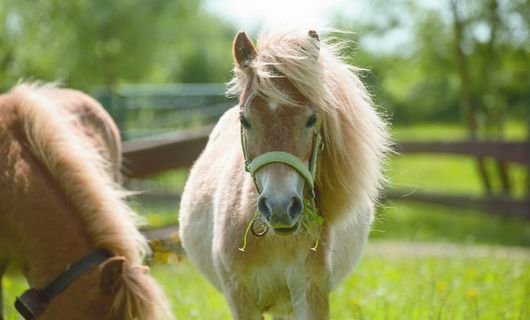 Pony & Reiterferien