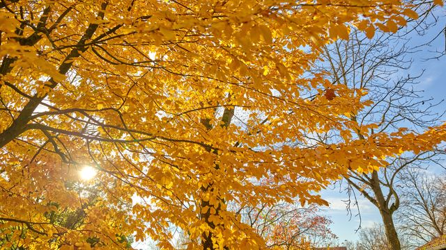 Herbst(aus)zeit