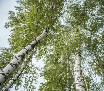 Spirit & SPA Birkenhof am Elfenhain: Waldkrafttage im Frühling