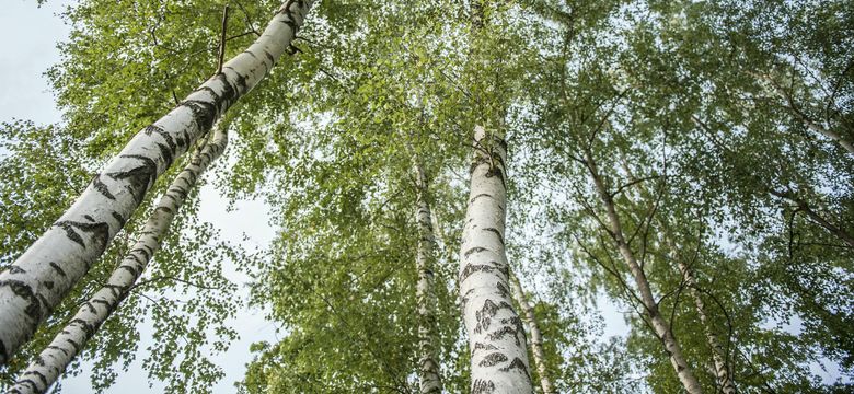 Spirit & SPA Birkenhof am Elfenhain: Waldkrafttage im Frühling