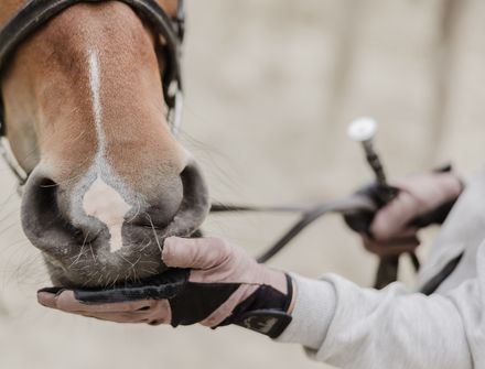 Offer: Riding vacation LECHTAL - Lechquell Hotel Post