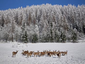 Chalet Glockner - Carinthia  - Austria