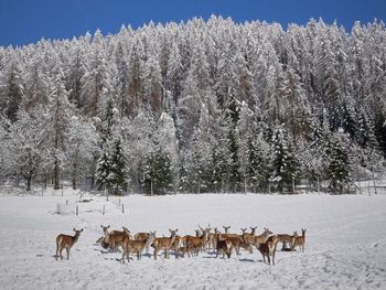 Chalet Glockner - Kärnten - Österreich