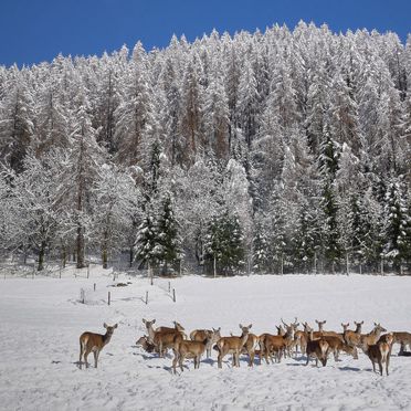 Innen Winter 22, Chalet Glockner, Heiligenblut, Kärnten, Kärnten, Österreich