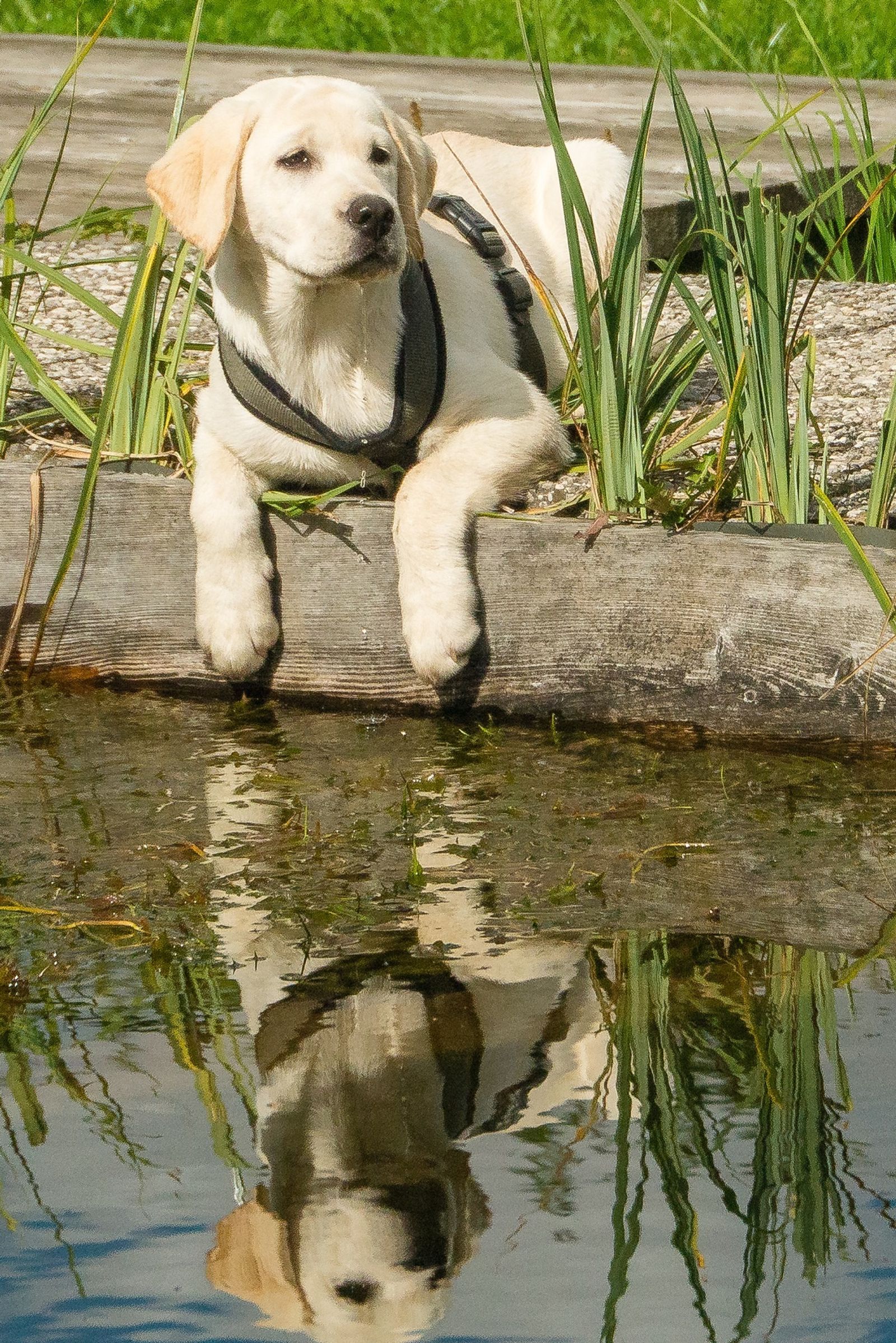 Mit 4 Pfoten unterwegs image 1 - MONDI Bellevue Alm und Schiefe Alm Gastein