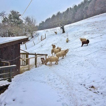 Innen Winter 29, Ferienchalet Feichtinger, Gloggnitz, Niederösterreich, Niederösterreich, Österreich