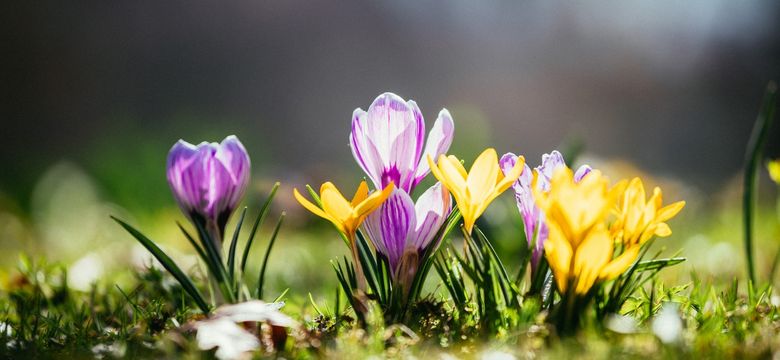 Hotel Eibl-Brunner: Frühling - Zeit zum Aufblühen