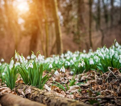 Hotel Eibl-Brunner: Frühling - Zeit zum Aufblühen